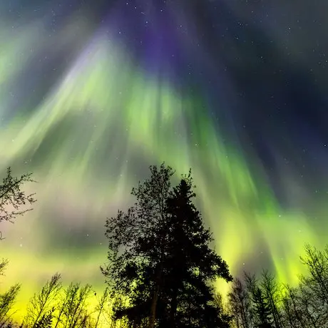 A tree in front of the northern lights